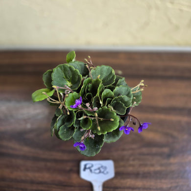 #R32 African Violet 'Dolly Dimples'