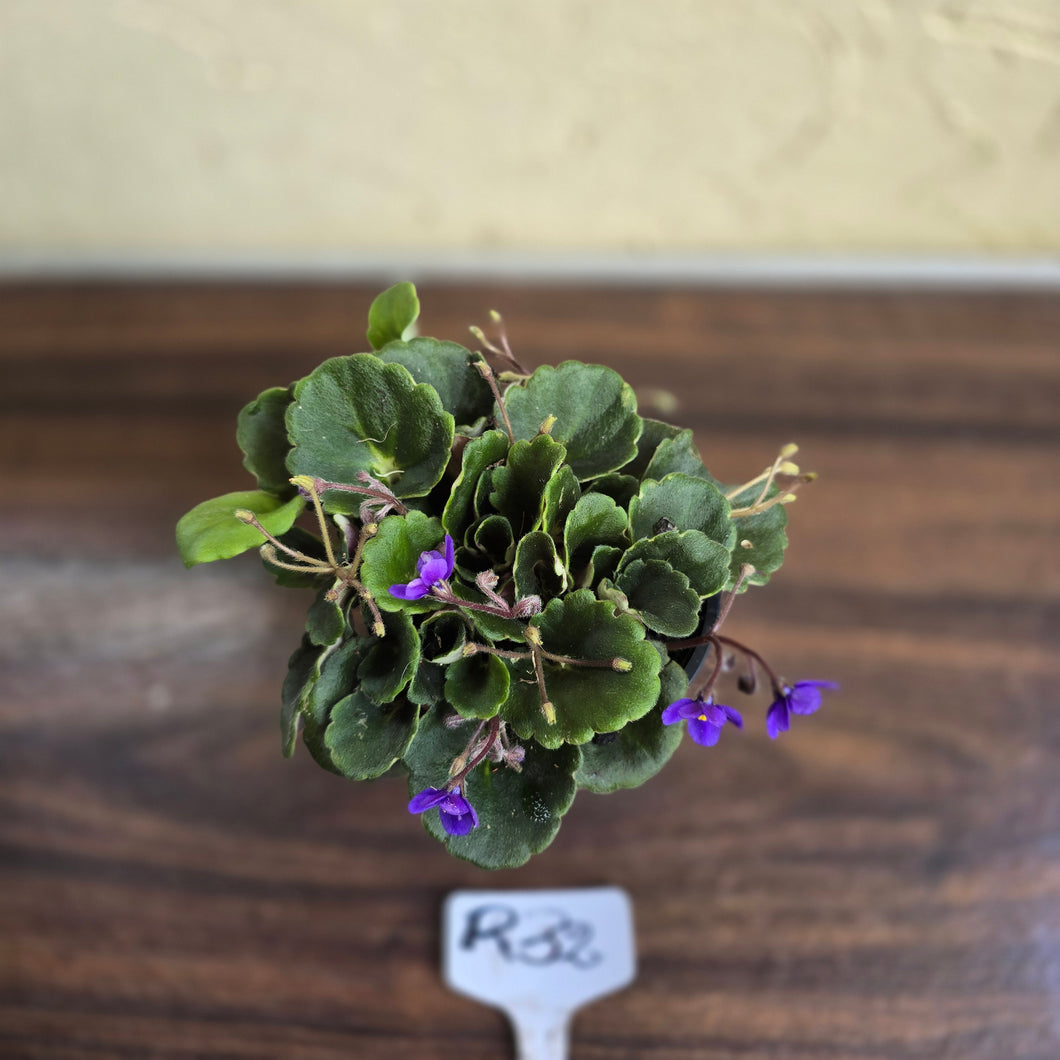 #R32 African Violet 'Dolly Dimples'