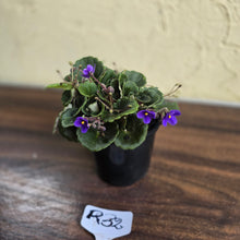 Load image into Gallery viewer, #R32 African Violet &#39;Dolly Dimples&#39;
