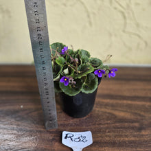 Load image into Gallery viewer, #R32 African Violet &#39;Dolly Dimples&#39;