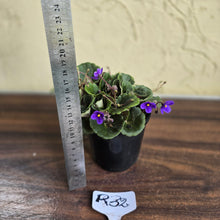 Load image into Gallery viewer, #R32 African Violet &#39;Dolly Dimples&#39;