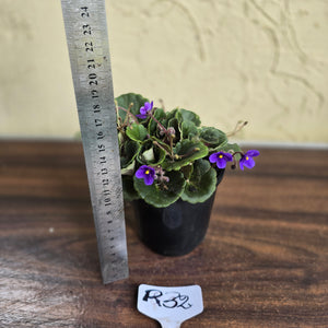#R32 African Violet 'Dolly Dimples'