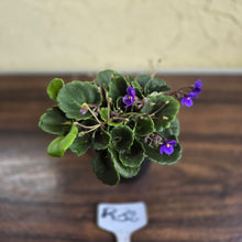 Load image into Gallery viewer, #R32 African Violet &#39;Dolly Dimples&#39;