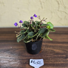 Load image into Gallery viewer, #R32 African Violet &#39;Dolly Dimples&#39;