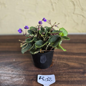 #R32 African Violet 'Dolly Dimples'