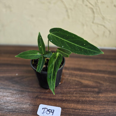 #D59 Two x Headed Anthurium Warocqueanum