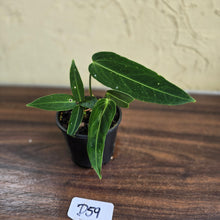 Load image into Gallery viewer, #D59 Two x Headed Anthurium Warocqueanum