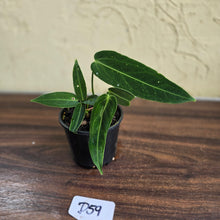 Load image into Gallery viewer, #D59 Two x Headed Anthurium Warocqueanum