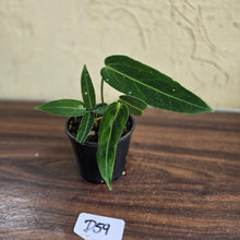 Load image into Gallery viewer, #D59 Two x Headed Anthurium Warocqueanum