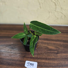 Load image into Gallery viewer, #D59 Two x Headed Anthurium Warocqueanum