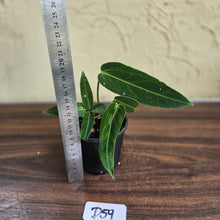Load image into Gallery viewer, #D59 Two x Headed Anthurium Warocqueanum