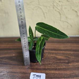 #D59 Two x Headed Anthurium Warocqueanum