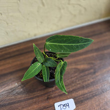 Load image into Gallery viewer, #D59 Two x Headed Anthurium Warocqueanum