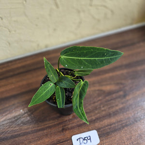 #D59 Two x Headed Anthurium Warocqueanum
