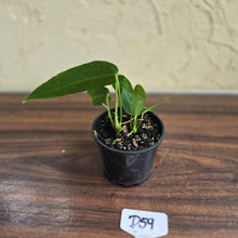 Load image into Gallery viewer, #D59 Two x Headed Anthurium Warocqueanum