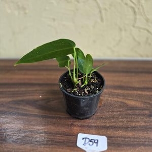 #D59 Two x Headed Anthurium Warocqueanum