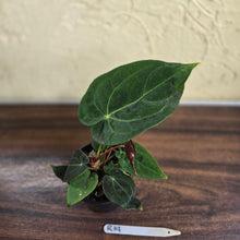 Load image into Gallery viewer, #R19 Anthurium NOID - With Pup