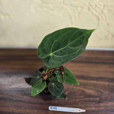 #R19 Anthurium NOID - With Pup