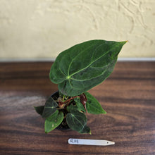 Load image into Gallery viewer, #R19 Anthurium NOID - With Pup