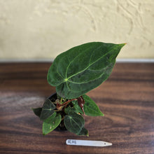 Load image into Gallery viewer, #R19 Anthurium NOID - With Pup