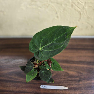 #R19 Anthurium NOID - With Pup