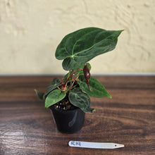 Load image into Gallery viewer, #R19 Anthurium NOID - With Pup