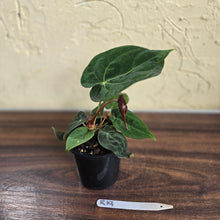Load image into Gallery viewer, #R19 Anthurium NOID - With Pup