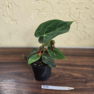 #R19 Anthurium NOID - With Pup