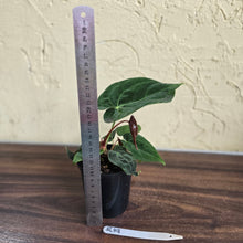 Load image into Gallery viewer, #R19 Anthurium NOID - With Pup