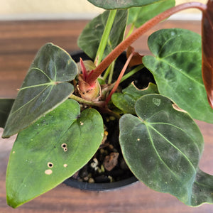#R19 Anthurium NOID - With Pup
