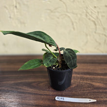 Load image into Gallery viewer, #R19 Anthurium NOID - With Pup
