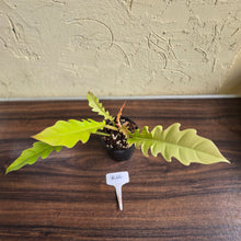 Load image into Gallery viewer, #R66 Philodendron Ring Of Fire Golden