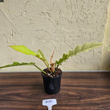 Load image into Gallery viewer, #R66 Philodendron Ring Of Fire Golden