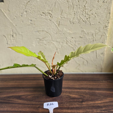#R66 Philodendron Ring Of Fire Golden