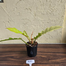 Load image into Gallery viewer, #R66 Philodendron Ring Of Fire Golden