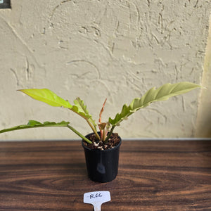 #R66 Philodendron Ring Of Fire Golden