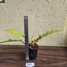 Load image into Gallery viewer, #R66 Philodendron Ring Of Fire Golden