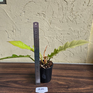 #R66 Philodendron Ring Of Fire Golden