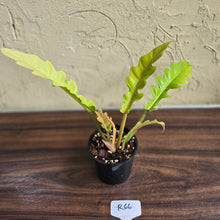 Load image into Gallery viewer, #R66 Philodendron Ring Of Fire Golden