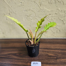 Load image into Gallery viewer, #R66 Philodendron Ring Of Fire Golden