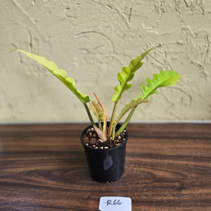 #R66 Philodendron Ring Of Fire Golden