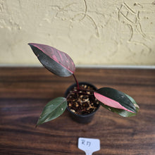 Load image into Gallery viewer, #R17 Philodendron Pink Princess