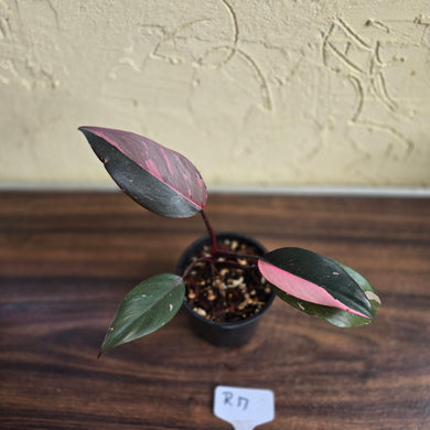 #R17 Philodendron Pink Princess