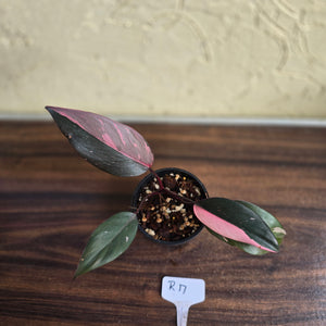 #R17 Philodendron Pink Princess
