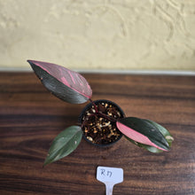 Load image into Gallery viewer, #R17 Philodendron Pink Princess