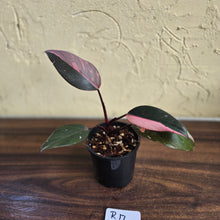 Load image into Gallery viewer, #R17 Philodendron Pink Princess