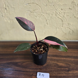 #R17 Philodendron Pink Princess