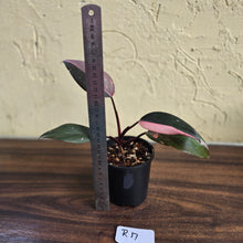 Load image into Gallery viewer, #R17 Philodendron Pink Princess