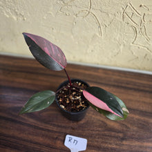 Load image into Gallery viewer, #R17 Philodendron Pink Princess