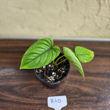 Load image into Gallery viewer, #R40 Philodendron Furcatum